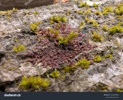 Attēlu rezultāti vaicājumam “Frullania dilatata”