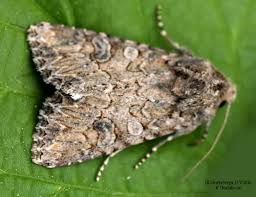 Attēlu rezultāti vaicājumam “Hadula trifolii”