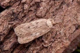 Attēlu rezultāti vaicājumam “Depressaria olerella”