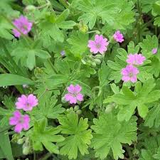 Attēlu rezultāti vaicājumam “Geranium molle flower”