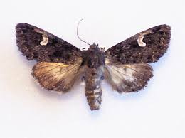 Attēlu rezultāti vaicājumam “Melanchra persicariae”