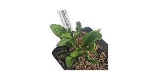 Attēlu rezultāti vaicājumam “Armoracia rusticana”