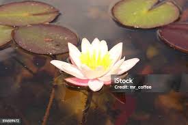 Attēlu rezultāti vaicājumam “Nymphaea candida flower”