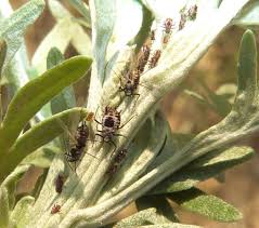 Attēlu rezultāti vaicājumam “Macrosiphoniella absinthii”