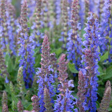 Attēlu rezultāti vaicājumam “Salvia nemorosa flower”