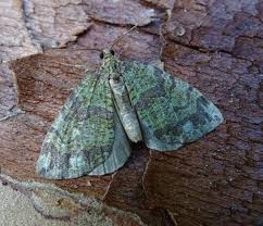 Attēlu rezultāti vaicājumam “Hydriomena furcata”