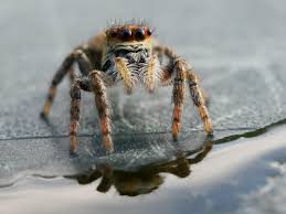 Attēlu rezultāti vaicājumam “Xanthogramma sp.”