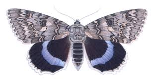 Attēlu rezultāti vaicājumam “Clossiana selene upperside”