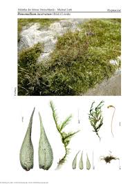 Attēlu rezultāti vaicājumam “Homomallium incurvatum”