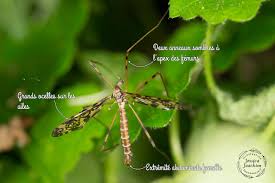 Attēlu rezultāti vaicājumam “Epiphragma ocellare”