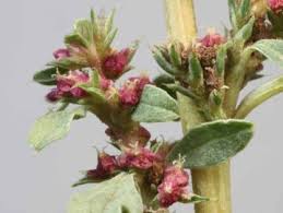 Attēlu rezultāti vaicājumam “Amaranthaceae”