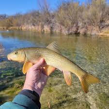 Attēlu rezultāti vaicājumam “Rhogogaster picta”