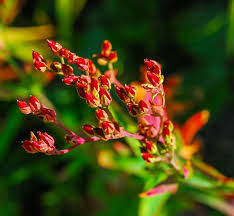 Attēlu rezultāti vaicājumam “Rumex acetosella flower”