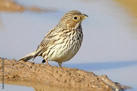 Image result for Emberiza calandra