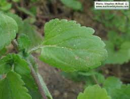 Attēlu rezultāti vaicājumam “Veronica persica fruit”