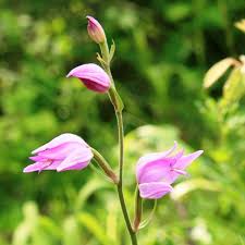 Attēlu rezultāti vaicājumam “Cephalanthera rubra bud”