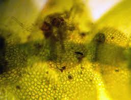 Attēlu rezultāti vaicājumam “Calypogeia muelleriana”