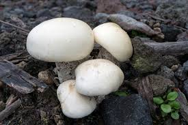 Image result for macrocybe titans