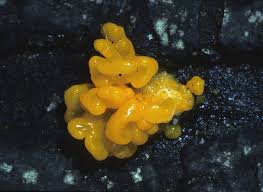 Attēlu rezultāti vaicājumam “Tremella mesenterica”