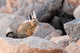 Image result for viscacha