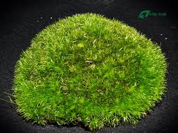 Attēlu rezultāti vaicājumam “Leucobryum glaucum”