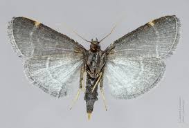 Attēlu rezultāti vaicājumam “Hypsopygia glaucinalis”