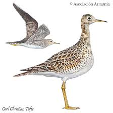 Image result for Bartramia longicauda