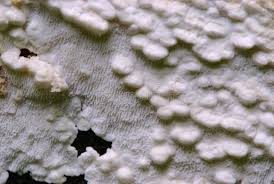 Attēlu rezultāti vaicājumam “Ceriporiopsis aneirina”