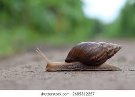 Attēlu rezultāti vaicājumam “Mollusca”