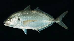 Image result for Pseudocaranx dentex