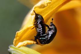 Attēlu rezultāti vaicājumam “Hylecoetus dermestoides female”