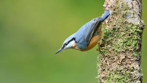 Image result for Sitta europaea