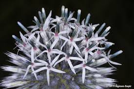 Attēlu rezultāti vaicājumam “Echinops sphaerocephalus flower”