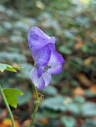 Attēlu rezultāti vaicājumam “Aconitum napellus bud”
