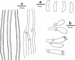 Attēlu rezultāti vaicājumam “Antrodia sinuosa”