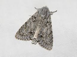 Attēlu rezultāti vaicājumam “Acronicta aceris”