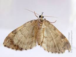 Attēlu rezultāti vaicājumam “Colostygia pectinataria male”