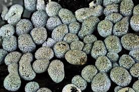 Attēlu rezultāti vaicājumam “Badhamia macrocarpa”