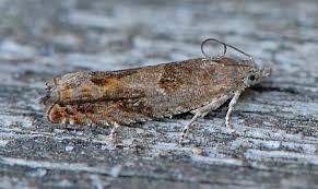 Attēlu rezultāti vaicājumam “Epinotia immundana”