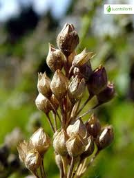 Attēlu rezultāti vaicājumam “Polemonium caeruleum bud”