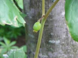 Attēlu rezultāti vaicājumam “Podophyllum hexandrum fruit”