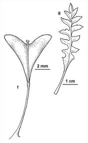 Attēlu rezultāti vaicājumam “Capsella bursa-pastoris leaf”
