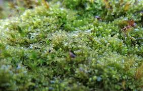 Attēlu rezultāti vaicājumam “Lophocolea minor macro”