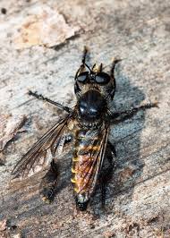 Attēlu rezultāti vaicājumam “Choerades sp.”