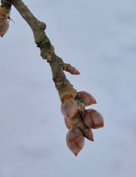 Attēlu rezultāti vaicājumam “Populus alba Nivea”