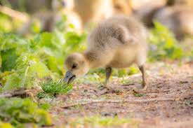 Attēlu rezultāti vaicājumam “Anser anser juvenile”