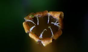 Attēlu rezultāti vaicājumam “Orthotrichum affine var. affine sporophyte”