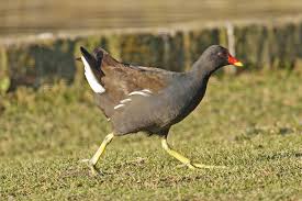 Image result for Gallinula chloropus