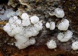 Attēlu rezultāti vaicājumam “Ceratiomyxa fruticulosa sessile”