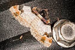 Attēlu rezultāti vaicājumam “Catarhoe cuculata”